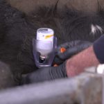 Dairy advice Vaccination protocol during the dry cow period