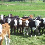 Dairy-beef offers potential for significant emissions savings