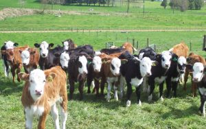 Dairy-beef offers potential for significant emissions savings