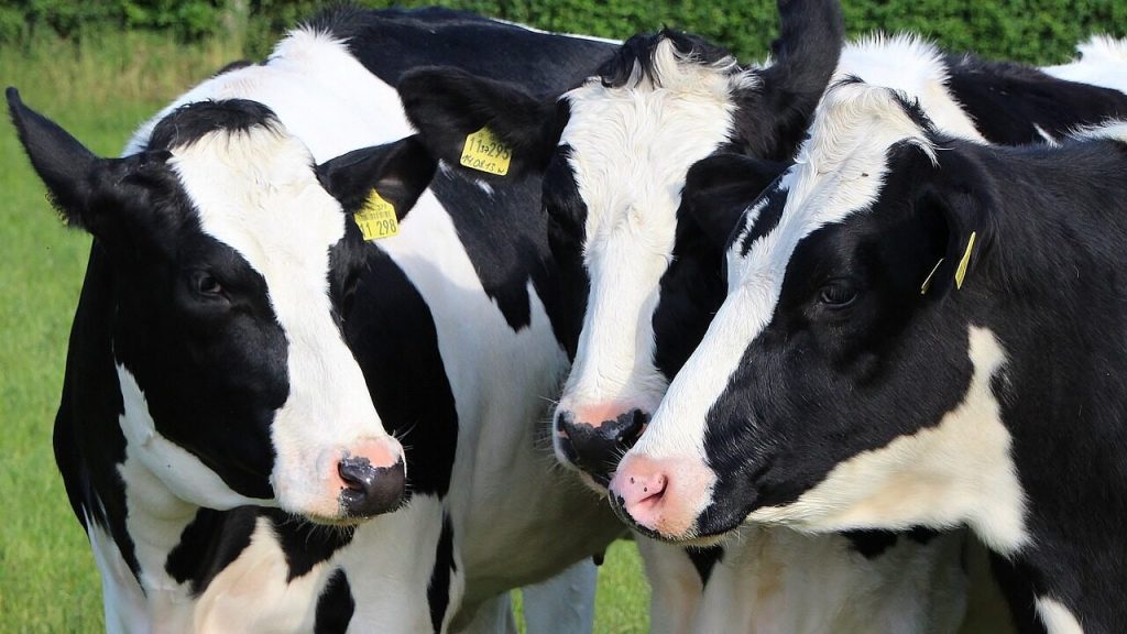 Dairy cow numbers jump by 42% in decade to 2023 – CSO