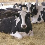 Dairy farmers up milk production in response to higher margins