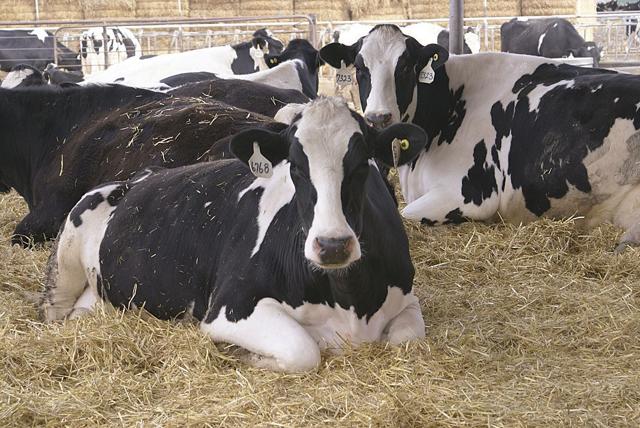 Dairy farmers up milk production in response to higher margins