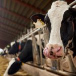 Danone, Mars and Pizza Hut Use These Best Practices to Reduce Dairy Emissions that Include Cow Burps