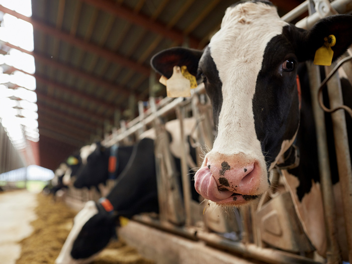 Danone, Mars and Pizza Hut Use These Best Practices to Reduce Dairy Emissions that Include Cow Burps