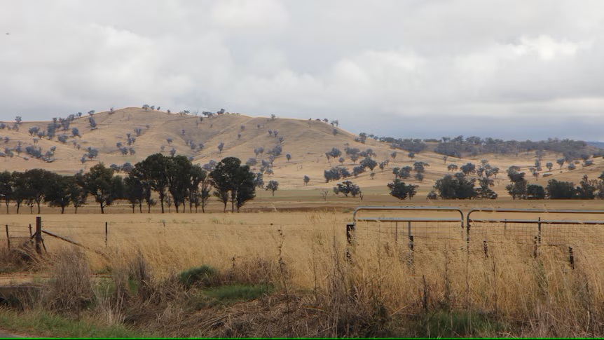 Farmers in southern NSW welcome rain but it is not enough to break drought