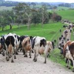 Fonterra, Bega, Saputo with Christmas price lift