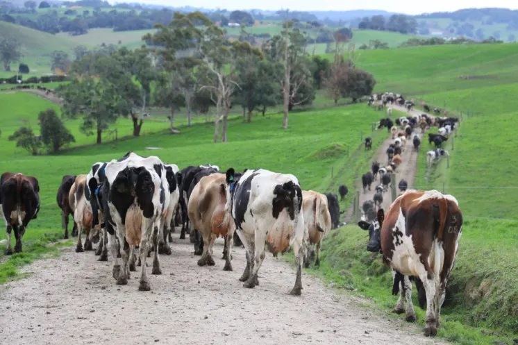 Fonterra, Bega, Saputo with Christmas price lift