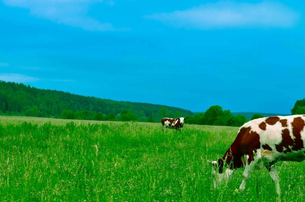 Fonterra Surpasses Previous Record in Fixed Milk Price Allocations