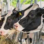 Free flu vaccine for dairy farmers