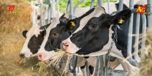 Free flu vaccine for dairy farmers