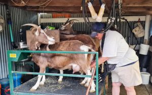 Goat farmer can recognize the milking does from their udders