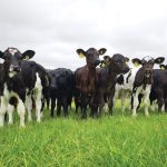 How a Cornish dairy curbed its carbon footprint