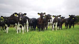 How a Cornish dairy curbed its carbon footprint