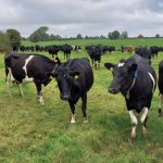 How a stocking rate is hitting the sweet spot for one dairy farm