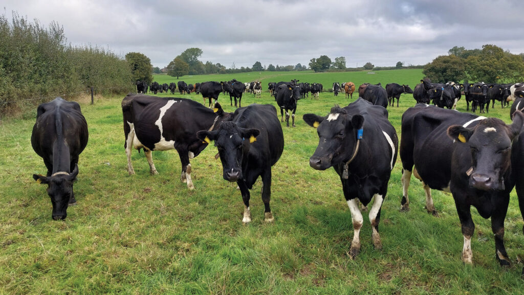 How a stocking rate is hitting the sweet spot for one dairy farm