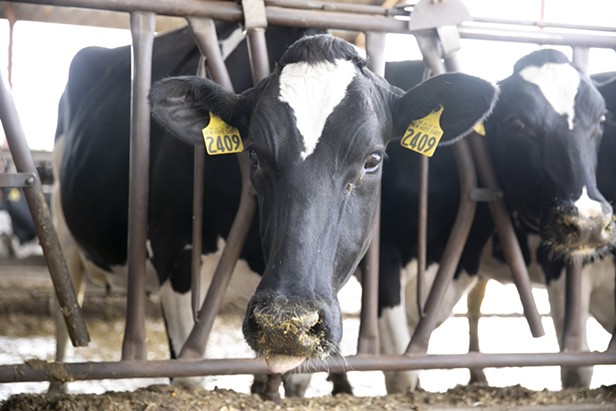 HumCo Dairy Farms Not Heavily Affected by Avian Flu State of Emergency