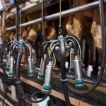 Milk numbers shake up the market