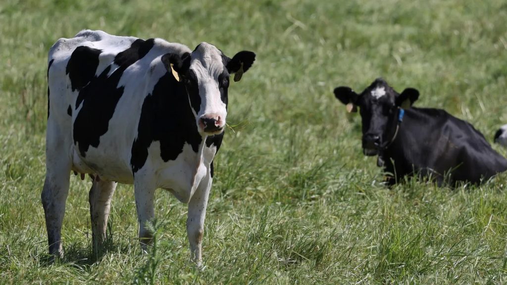 Minnesota Court of Appeals upholds rejection of dairy farm expansion in Winona County