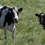 Minnesota Court of Appeals upholds rejection of dairy farm expansion in Winona County