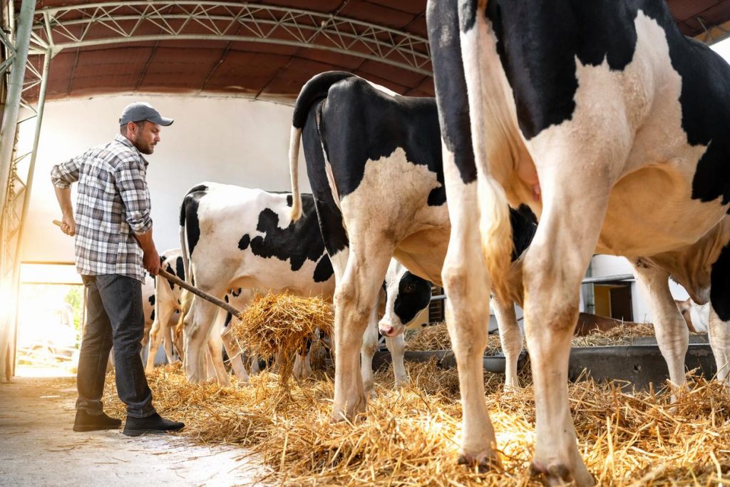 Nevada reports its first avian flu detection in dairy cattle as virus hits Iowa layer farm