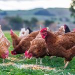 No signs of bird flu outside first farm