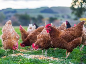 No signs of bird flu outside first farm