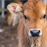 Precision livestock technology for disease detection in dairy calves