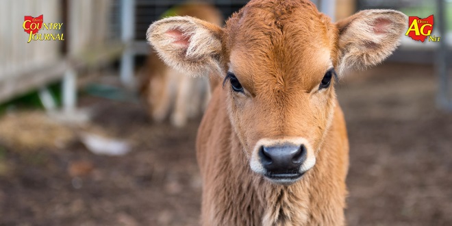 Precision livestock technology for disease detection in dairy calves