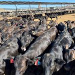 Recent studies on beef-on-dairy steers in the feedlot