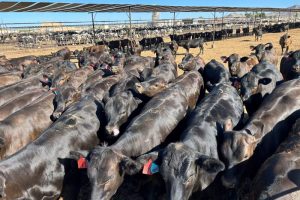 Recent studies on beef-on-dairy steers in the feedlot