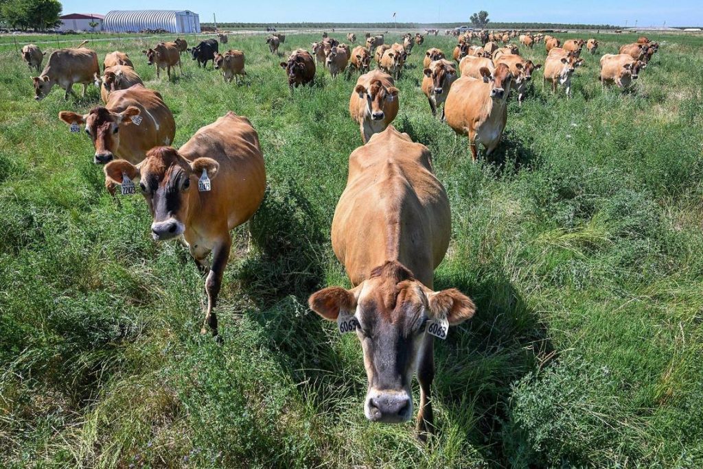 Salmonella outbreak from Fresno dairy was worse than first thought