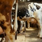 Spilled Milk Local Dairy Farmer Challenges Report on Waste in Canadian Farms