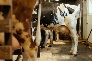 Spilled Milk Local Dairy Farmer Challenges Report on Waste in Canadian Farms