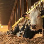 The Beefy Secrets of Cull Cow Profitability