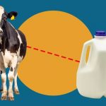 This Is What Happens to Milk After It Leaves the Cow