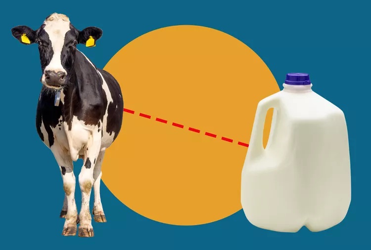 This Is What Happens to Milk After It Leaves the Cow