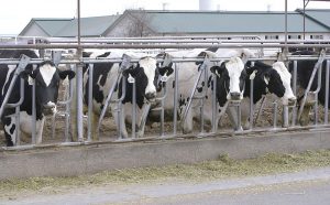 Western U.S. milk and cream report