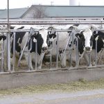 Western U.S. milk and cream report