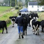 What can AI do for Irish dairy