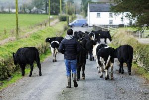 What can AI do for Irish dairy