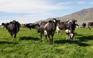 Year ends on a high for DairyNZ economic forecast