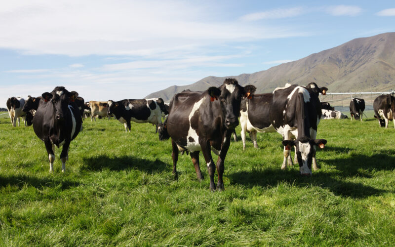 Year ends on a high for DairyNZ economic forecast