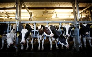 “The extension of the milk feeding program duration would provide dairy farmers with a guaranteed market that would lead to higher incomes while addressing the nutritional needs of schoolchildren”