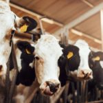 Shot of a herd of cows in an enclosure at a dairy farm. Dairy