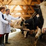 Germany cautious as foot and mouth disease found in water buffalo (Image: Getty/iStockphoto) foot-and-mouth disease