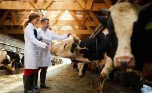 Germany cautious as foot and mouth disease found in water buffalo (Image: Getty/iStockphoto) foot-and-mouth disease