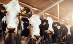 Shot of a herd of cows in an enclosure at a dairy farm. Dairy