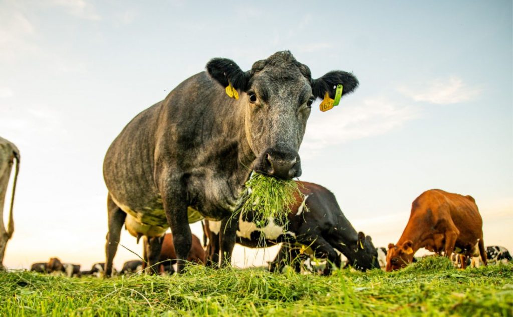 Cows at Legacy Grass Dairy in Wisconsin, owned by Dairy Grazing Apprenticeship’s executive director, Joe Tomandl III. (Photo courtesy of Taste Profit Marketing)