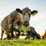 Cows at Legacy Grass Dairy in Wisconsin, owned by Dairy Grazing Apprenticeship’s executive director, Joe Tomandl III. (Photo courtesy of Taste Profit Marketing)