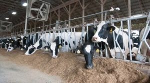 Bill Allows All Dairy Products to be Part of Nourish NY